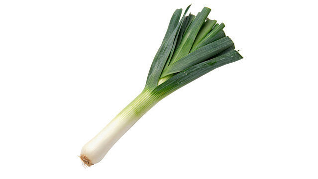 Single fresh green leek vegetable with long leaves and white bulb for healthy cooking and culinary isolated on transparent background cut out