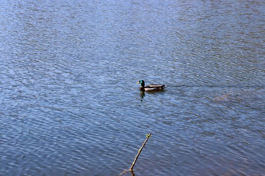 A close view of the single duck swimming in the lake.