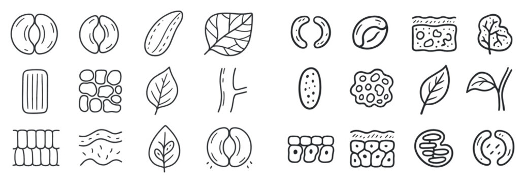 Biology icons with seed leaf cell outline