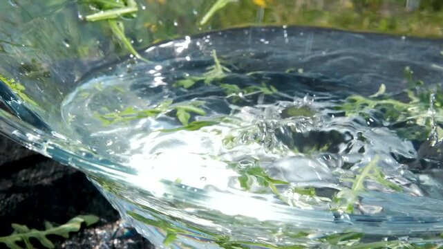 arugula in water in a glass plate in nature harvest wash arugula. High quality 4k footage