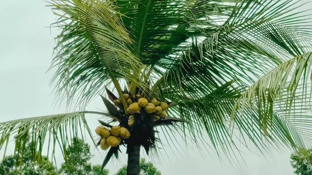 yellow dwarf coconut palm tree