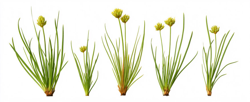 Isolated Juncus effusus soft rush against a white background with clean cutout.