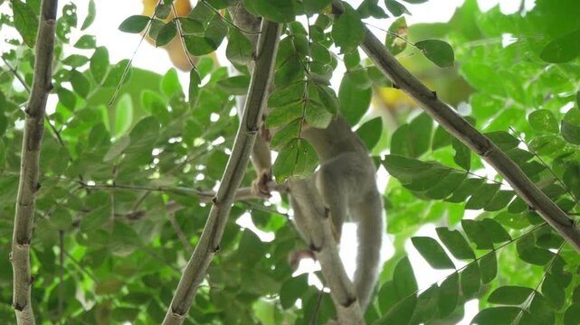 A small monkey skillfully climbs through lush green leaves in the Amazon rainforest. Ideal for wildlife documentaries or educational content about Amazonian biodiversity.