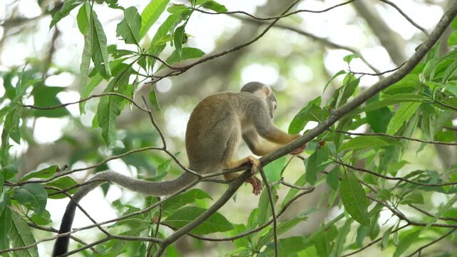 A squirrel monkey balances on a branch surrounded by vibrant green leaves. Ideal for wildlife documentaries or educational content about Amazonian ecosystems.