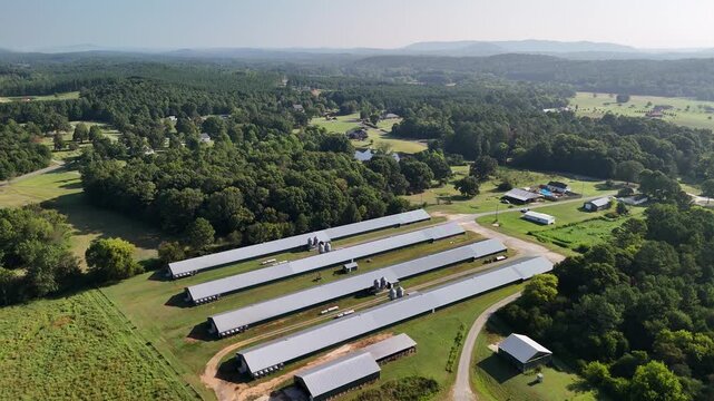 Wide high altitude aerial drone view of a North Georgia chicken farm with multiple poultry houses on rolling green pastures bordered by forest with rural farmland roads and outbuildings visible