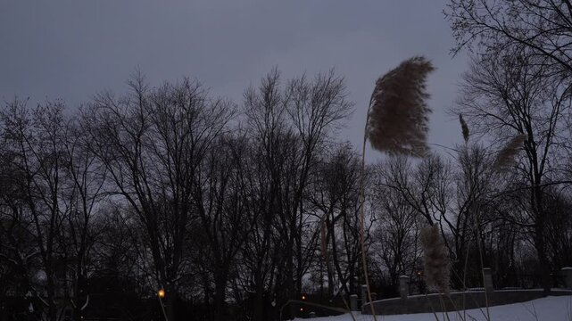Winter park landscape at dusk features bare trees and tall reeds against a dark overcast sky with snowy ground