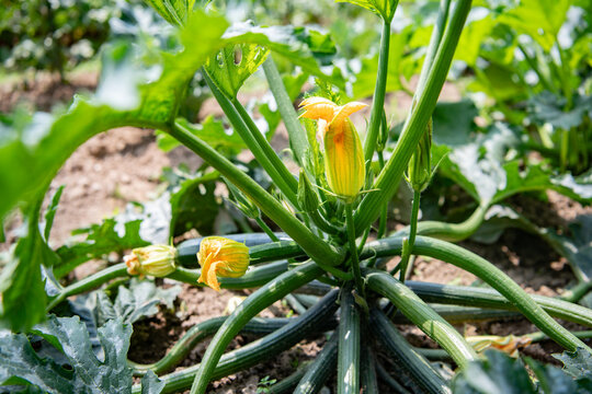 Cucurbita pepo, Zucchini growing in the vegetable garden. Zucchini close up, natural light
