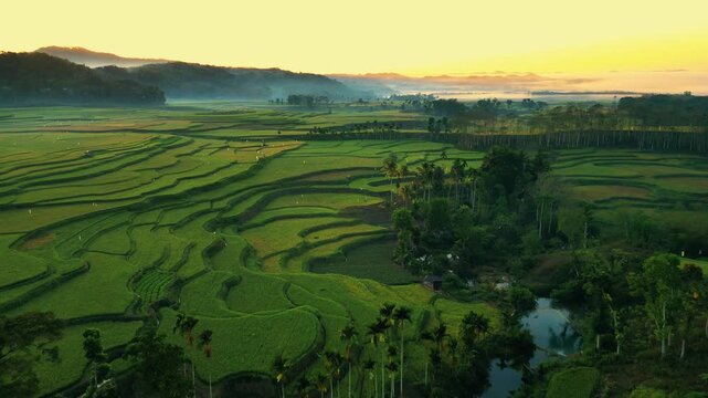 Waikacura Waterfall Cascading Through Lush Rice Terraces in West Sumba