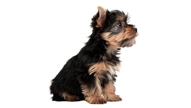 Adorable small Yorkshire Terrier puppy sitting and looking sideways with fluffy brown and black fur for pet care isolated on transparent background