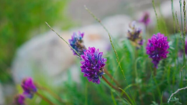 Closeup shot of Purple milkvetch flower growing in the Himalayan mountains as seen during the Miyar Valley Trek in Lahaul Valley, Himachal Pradesh, India. Scenic view of purple flower in Himalayas.