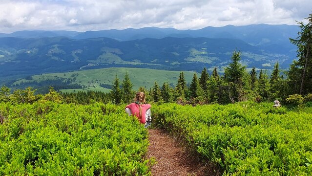 Child sitting on mountain trail surrounded by bilberry shrub overlooking scenic valley landscape. Kid resting after day hike with panoramic view of mountains and forest