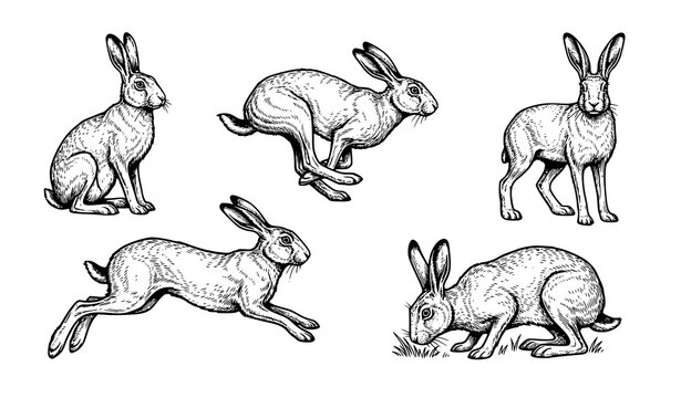 Hare engraving style illustration black and white wildlife vector set isolated on white background