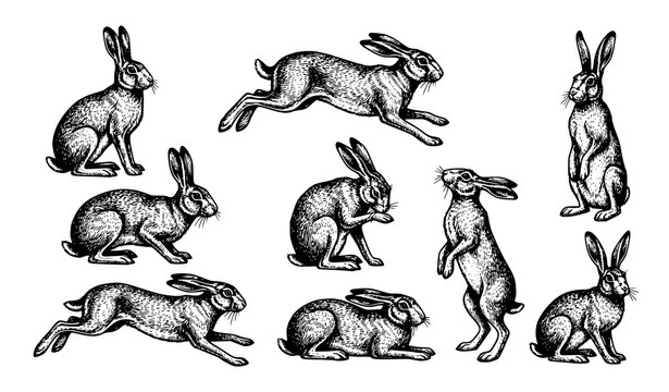 Hare black and white drawing set wildlife animal vector illustration isolated on white background