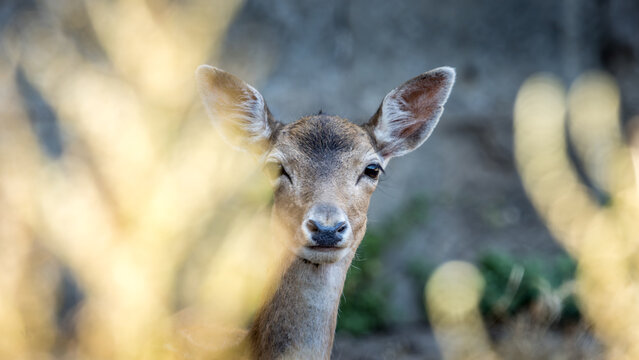 Biche