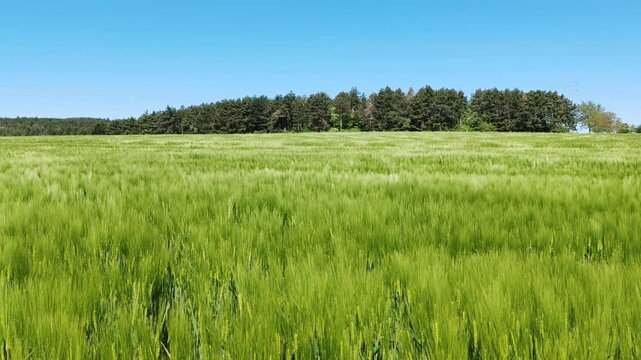 field of wheat, still green in Serbia