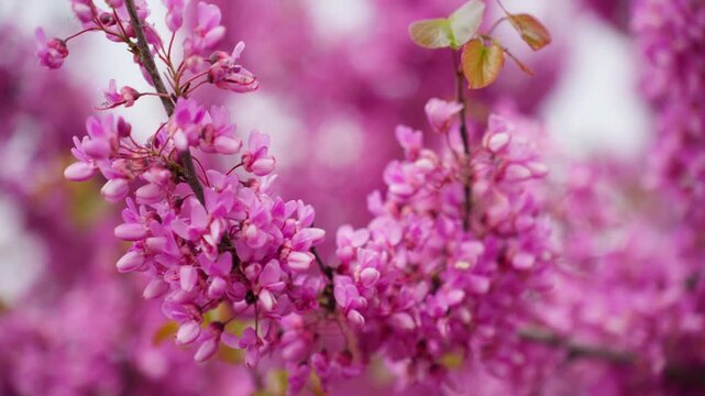 Beautiful pink cercis siliquastrum flowers, also known as the judas tree, blooming on a branch in early spring with a soft, out-of-focus background creating a delicate and serene scene