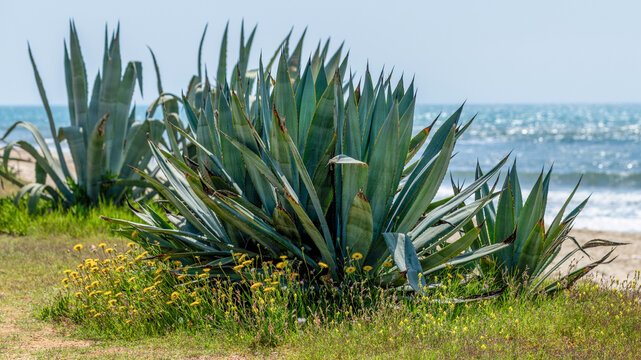 Agaves au bord de mer au printemps