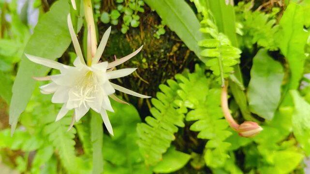 Queen's of the night flower (Zig-zag Cactus)