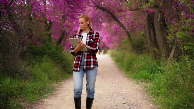 Confident female agronomist with a digital tablet walking through a beautiful path in a spring orchard with blooming pink trees, inspecting the quality of the plants for a successful harvest