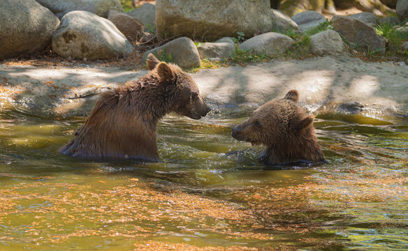 Two brown bears engaging in playful bathing in natural forest pond, fascinating social behavior, environmental beauty of wild predators in their pristine habitat during warm summer day.