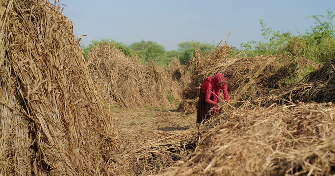 Indian mature adult lady woman wear saree cover head standing do harvest field work rural area. Asian villager female worker collect dry grass stack jowar crop bunch day time ground place