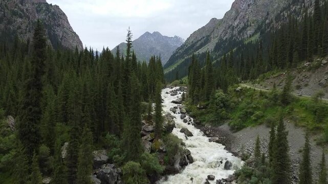 Aerial view of a powerful mountain river flowing through a deep gorge with evergreen pine forest, cinematic wilderness landscape, Tian Shan mountains, Kyrgyzstan, Karakol. High quality 4k footage
