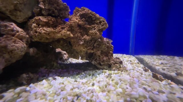 Pesce sacchetto (Sciarrano)