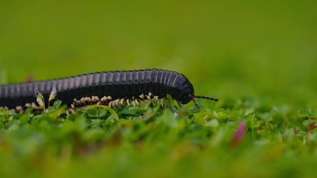 Giant millipede Spirostreptus centrurus crawling through green grass in natural habitat, detailed macro view of a large arthropod moving slowly with many legs, wildlife behavior and texture of segment