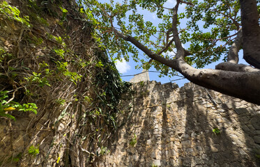 Fototapeta premium a tree in the garden within the walls of Tavira Castle.