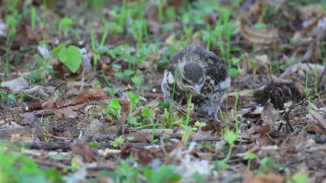 Close-up of a Fieldfare chick finding an insect on the ground and preening its feathers on a sunny spring day.