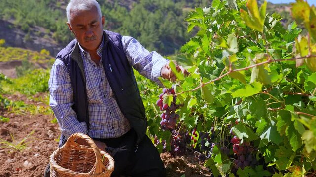 An elderly farmer handpicks purple grapes in a sunny vineyard, placing bunches into a wicker basket, showing traditional viticulture, local harvest labor, and authentic rural Anatolian vineyard craft.