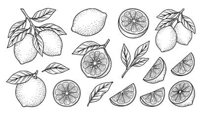Lemon line art set whole sliced halved citrus vector collection © MD