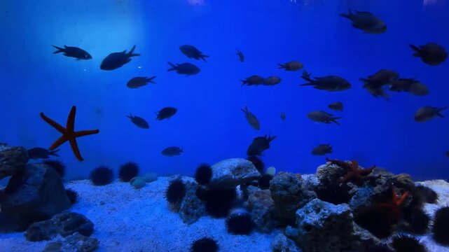 Pesci e stella marina in acquario