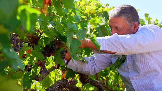 An elderly farmer handpicks purple grapes in a sunny vineyard, placing bunches into a wicker basket, showing traditional viticulture, local harvest labor, and authentic rural Anatolian vineyard craft.