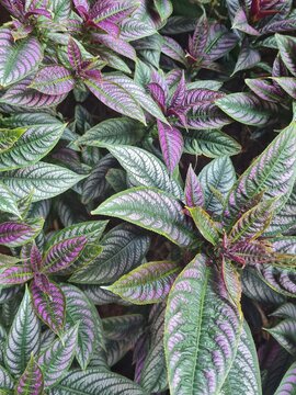 Strobilanthes Dyeriana plant, up close. Also known as Persian Shield, it is an evergreen tropical plant in the Acanthaceae family. Known for its bright, shimmering leaves of purple, silver, and green.