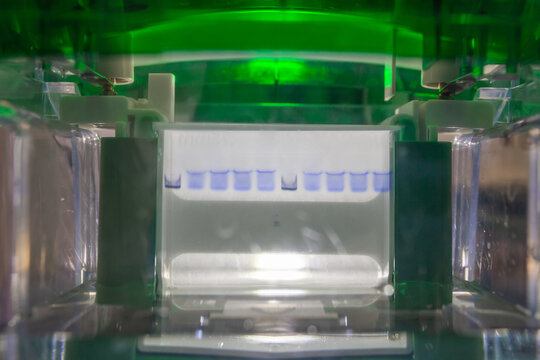 Electrophoretic chamber for electrophoresis, blue marker stripes during separation of protein molecules in gel.