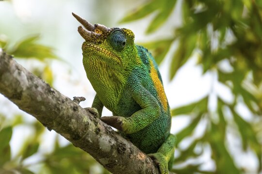 Three-horned chameleon (Trioceros jacksonii), male, Bwindi Impenetrable Forest National Park, Uganda