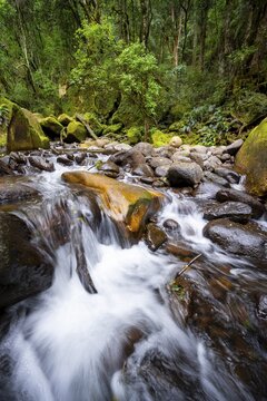 Mhlwazini River flows through thick forest, original mountain forest, Rainbow Gorge, Ukhahlamba-Drakensberg Park, KwaZulu-Natal, Drakensberg Mountains, South Africa
