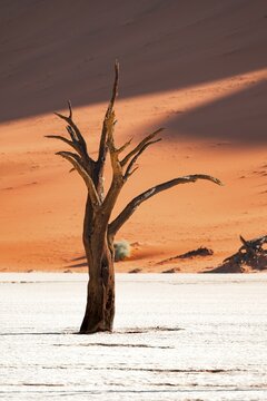 Dead camel thorn trees (Vachellia erioloba), red sand dunes, white salt pan, Dead Vlei, Sossusvlei, Namib Desert, Namib-Naukluft Park, Namibia