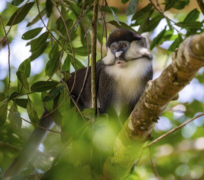 Red-tailed guenon or Congo white-nosed guenon (Cercopithecus ascanius schmidti), sitting on a tree, Bigodi, Western Region, Uganda