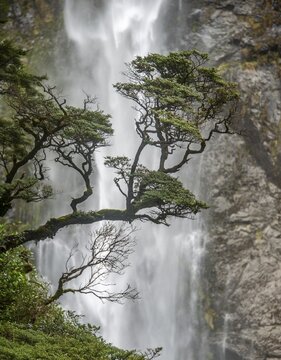 Branch of a tree in front of waterfall, Devils Punchbowl Falls, Arthur's Pass, Canterbury Region, Southland, New Zealand