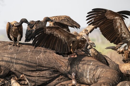 Many white-backed vultures (Gyps africanus), vultures feeding on the carcass of an elephant, macabre scavengers, Ihaha, Chobe National Park, Botswana