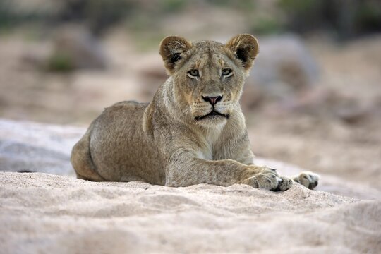 Lion (Panthera leo), adult female, attentive, observing, sitting in dry riverbed, Sabi Sand Game Reserve, Kruger National Park, South Africa