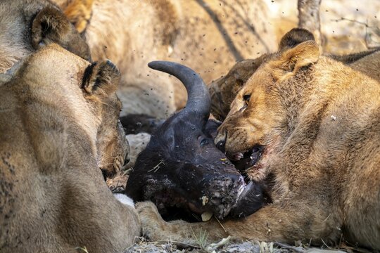 Lion pack with kill, lion (Panthera Leo) eats buffalo, savanna, Moremi Game Reserve, Botswana