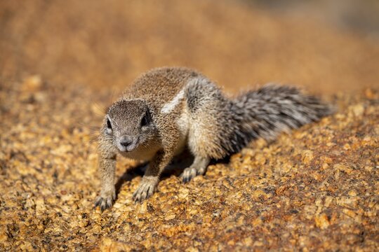 Cape ground squirrel (Xerus inauris), Pontok-Berge, Spitzkoppe, Gro&szlig;e Spitzkuppe Nature Reserve, Namibia