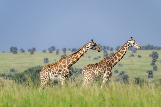 Rothschild's giraffes (Giraffa camelopardalis rothschildi) in green grass, Murchison Falls National Park, Uganda