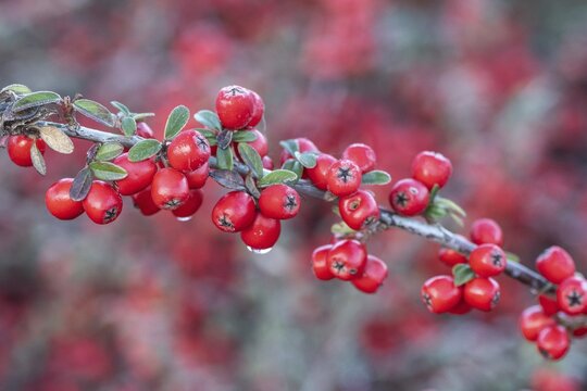 Fan-shaped cotoneaster (Cotoneaster horizontalis), Emsland, Lower Saxony, Germany