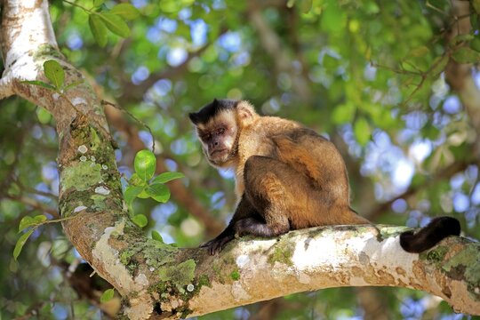 Tufted capuchin (Cebus apella), adult monkey in a tree, Pantanal, Mato Grosso, Brazil