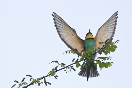 European Bee-Eater (Merops apiaster), landing approach on twig, Saxony-Anhalt, Germany
