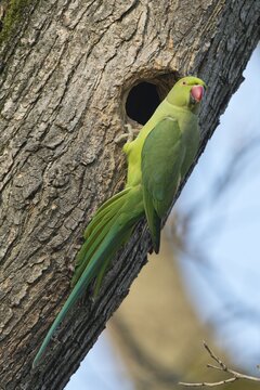 Rose-ringed parakeet (Psittacula krameri) at the breeding burrow, Rhineland-Palatinate, Germany